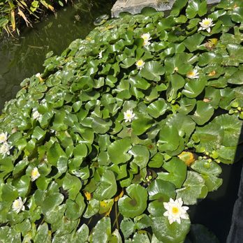 The Japanese Garden - Lily pads - Botanical Gardens Near Me - Van Nuys, California