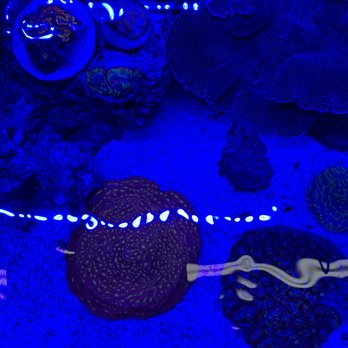 Supreme Reefs - Local Fish Stores Near Me - Fairfax, Virginia