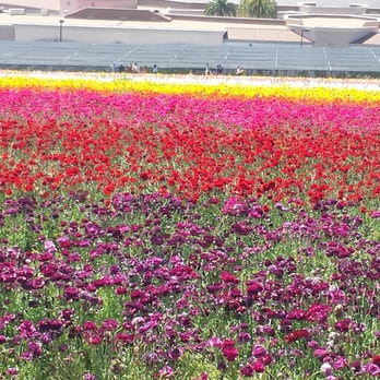 The Flower Fields - Venues & Event Spaces Near Me - Carlsbad, California The Flower Fields - Venues & Event Spaces Near Me - Carlsbad, California