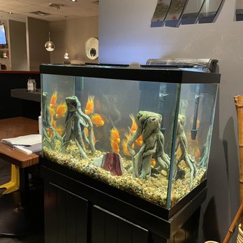Silk - Happy fish in a clean tank - Japanese Near Me - Anchorage, Alaska