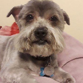 Pampered Paws - Pet Groomers Near Me - Carmichael, California Pampered Paws - Pet Groomers Near Me - Carmichael, California
