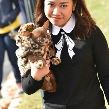 Harbor Town Dog Show - Amy showing up with Jimi Hendrix - Festivals Near Me - Memphis, Tennessee Harbor Town Dog Show - Amy showing up with Jimi Hendrix - Festivals Near Me - Memphis, Tennessee