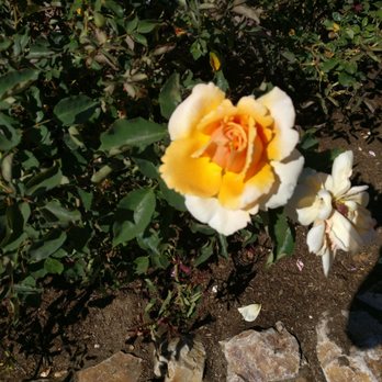 Rose Haven Heritage Garden - Community Gardens Near Me - Temecula, California