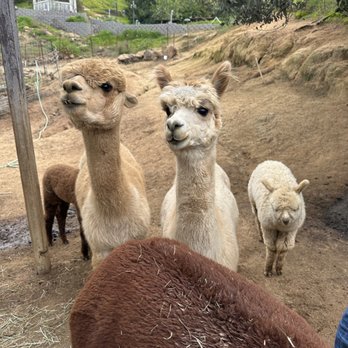 A Simpler Time Alpaca Farm And Mill - Knitting Supplies Near Me - El Cajon, California A Simpler Time Alpaca Farm And Mill - Knitting Supplies Near Me - El Cajon, California