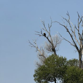 Paradise Scenic River Tours - A bald eagle - Boating Near Me Paradise Scenic River Tours - A bald eagle - Boating Near Me