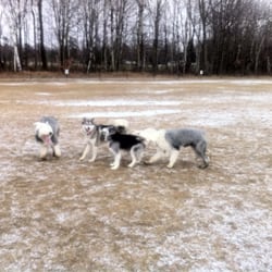 Starr Farm Dog Park - Big open space = happy dogs!
