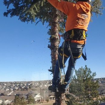 Canales Tree Service - Tree Services Near Me - Denver, Colorado