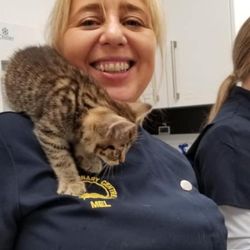 vets for pets woodchurch road