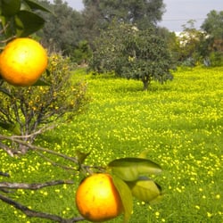 O Tartufo