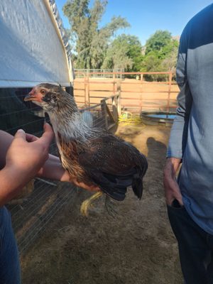 Blossom Peak Ranch by null