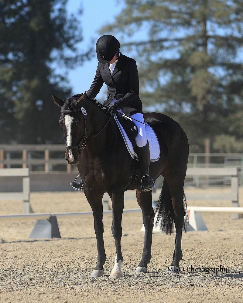 RISING TIDES EQUESTRIAN Updated August 2024 10 Photos 12350 Cull