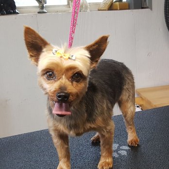 Posh Paws by Devon - Pet Groomers Near Me - Jackson, Michigan Posh Paws by Devon - Pet Groomers Near Me - Jackson, Michigan