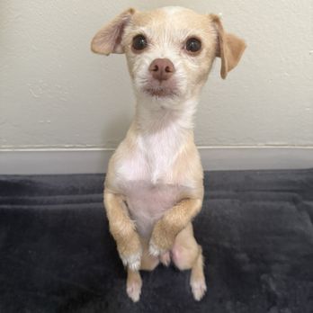 Discount Pets - Scruff always get the same cute for the past 5 years, all evenly smooth all around - Pet Groomers Near Me - Anaheim, California