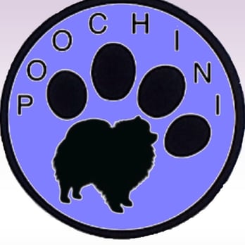 Poochini Pet Grooming - We are a new business with over 16 years experience in the grooming industry. We would love to make your furry friend beautiful! - Pet Groomers Near Me - Albuquerque, New Mexico Poochini Pet Grooming - We are a new business with over 16 years experience in the grooming industry. We would love to make your furry friend beautiful! - Pet Groomers Near Me - Albuquerque, New Mexico