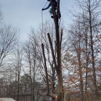 Gladiators Tree Service - Tree Services Near Me