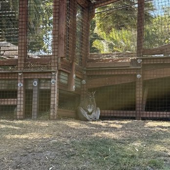 Santa Barbara Zoo - Lost in existential thought - Zoos Near Me - Santa Barbara, California Santa Barbara Zoo - Lost in existential thought - Zoos Near Me - Santa Barbara, California