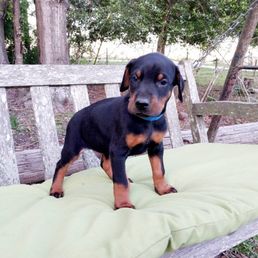 Samson is now well over 50 lbs...but I just love this baby picture of him Samson is now well over 50 lbs...but I just love this baby picture of him