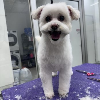 Orange Friendly Animal Hospital - Happy Carmen getting groomed by Jessica! - Veterinarians Near Me - Orange, California Orange Friendly Animal Hospital - Happy Carmen getting groomed by Jessica! - Veterinarians Near Me - Orange, California