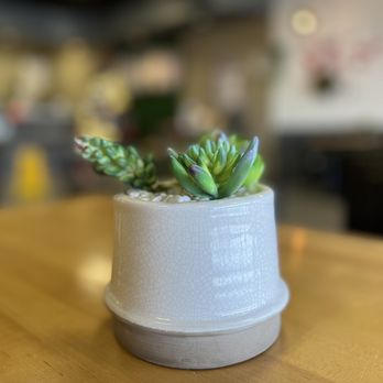 Ding Tea Sugar Land - a small potted plant on a table - Bubble Tea Near Me - Sugar Land, Texas Ding Tea Sugar Land - a small potted plant on a table - Bubble Tea Near Me - Sugar Land, Texas