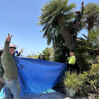 Padilla Tree Service - Tree Services Near Me
