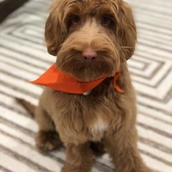 Pooch Parlour