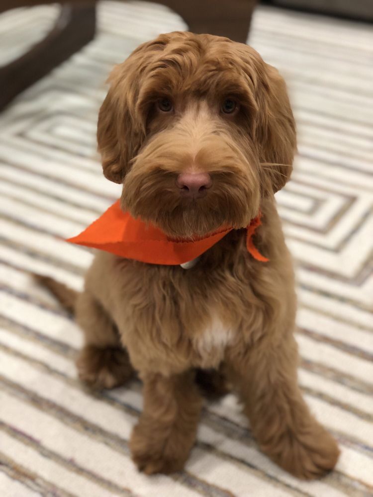 Pooch Parlour Image