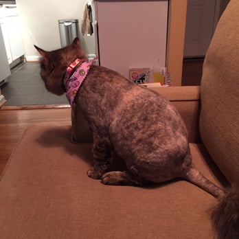 Pet Star Salon - Pet Groomers Near Me - Fairfax, Virginia Pet Star Salon - Pet Groomers Near Me - Fairfax, Virginia