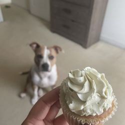 Honey Baked Bee - Matcha cupcake