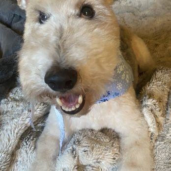 Sara’s Safe Space Grooming - Logan a 12 year old female Wire Fox badass - Pet Groomers Near Me - El Cajon, California Sara’s Safe Space Grooming - Logan a 12 year old female Wire Fox badass - Pet Groomers Near Me - El Cajon, California