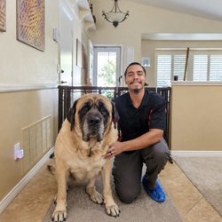 Big Red Carpet Cleaning - Giant Mastiff