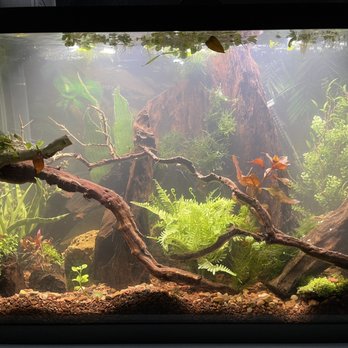 Absolutely Fish - My newly designed ecosystem - Aquarium Services Near Me - Clifton, New Jersey