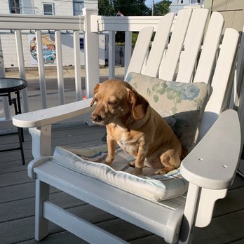 Hudson House Bar - a dog sitting in a chair - Bars Near Me - Beach Haven, New Jersey Hudson House Bar - a dog sitting in a chair - Bars Near Me - Beach Haven, New Jersey