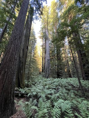 Montgomery Woods State Natural Reserve by null