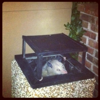Hampton Inn North Myrtle Beach-Harbourgate - Trash outside the hotel had a visitor. - Hotels Near Me - North Myrtle Beach, South Carolina