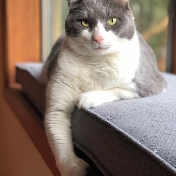 No Worries Petsitting - Pet Sitting Near Me - Lehigh Valley, Pennsylvania No Worries Petsitting - Pet Sitting Near Me - Lehigh Valley, Pennsylvania