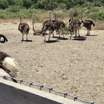 Ostrichland USA - Attraction Farms Near Me - Solvang, California Ostrichland USA - Attraction Farms Near Me - Solvang, California