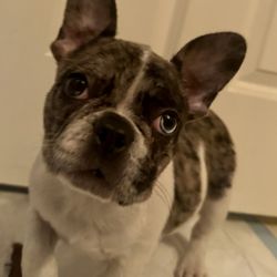 Puppyland - Diesel , Frenchy