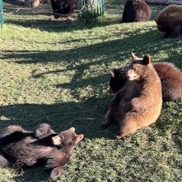 Baby bears