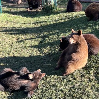 Bear Country USA - Baby bears - Zoos Near Me - Rapid City, South Dakota