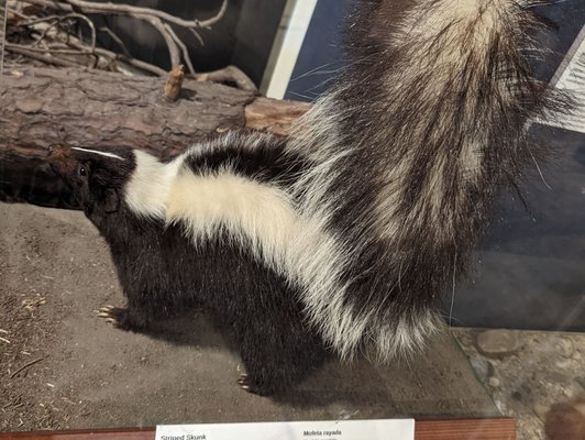 Santa Cruz Museum of Natural History by null