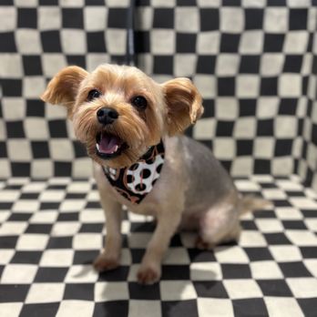 Forbes Grooming - They are amazing my almost 3 y Yorkie's white teeth coming back - Pet Groomers Near Me - Laguna Niguel, California Forbes Grooming - They are amazing my almost 3 y Yorkie's white teeth coming back - Pet Groomers Near Me - Laguna Niguel, California