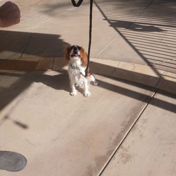 Blue Collar K9s - Pet Training Near Me - Coronado, California Blue Collar K9s - Pet Training Near Me - Coronado, California