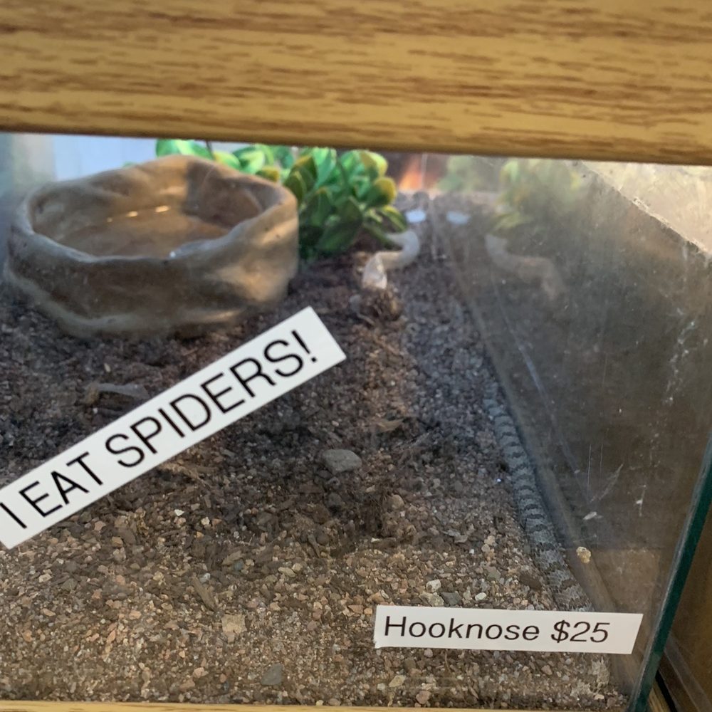 Beast Pets & Supplies - Hooknose Snake - Reptile Shops Near Me - Spring Valley, California Beast Pets & Supplies - Hooknose Snake - Reptile Shops Near Me - Spring Valley, California