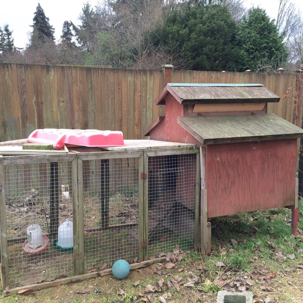 Veranda Montessori School - Children learn to take care of the chickens also. - Montessori Schools Near Me - Seattle, Washington Veranda Montessori School - Children learn to take care of the chickens also. - Montessori Schools Near Me - Seattle, Washington