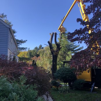 Cypress Tree Service - Maple Tree - Tree Services Near Me - Byram Township, New Jersey Cypress Tree Service - Maple Tree - Tree Services Near Me - Byram Township, New Jersey