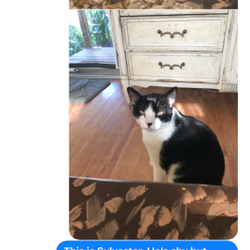 NYC Cat Rehome