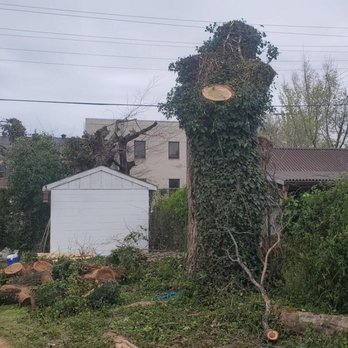 SW Tree Services - Tree Services Near Me SW Tree Services - Tree Services Near Me