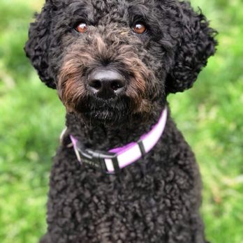 Pet Care by Erin Schwartz - Dog Walkers Near Me