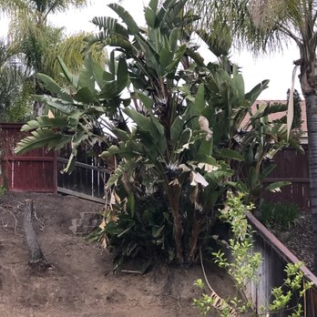 Ortega's Jr Tree Service - Before giant bird of paradise - Tree Services Near Me - Riverside , California Ortega's Jr Tree Service - Before giant bird of paradise - Tree Services Near Me - Riverside , California