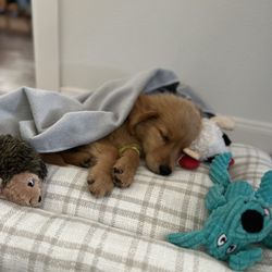 Breckinridge Park Animal Hospital - Sick puppy